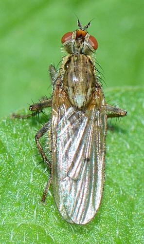 Scathophaga stercoraria